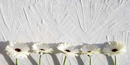 White gerberas on off white textured background with copy space, place for your text. Off white gerbera daisy natural fresh flowers in a row. Panoramic banner greeting card.の写真素材