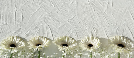 White gerberas on off white textured background with copy space, place for your text. Off white gerbera daisy natural fresh flowers in a row. Panoramic banner greeting card.の写真素材