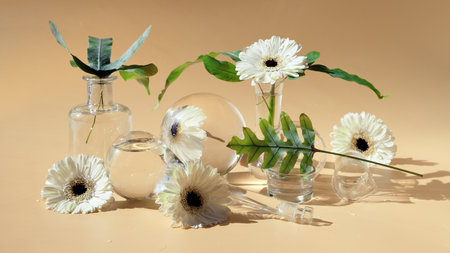 White flowers, exotic leaves seen through water in chemical glass, petri dishes, vase. Reflections, optical distortion. Creative beige abstract biophilia design. Glass, tropical leaves, white gerbera.の写真素材