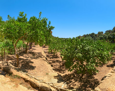 Kolymbethra Gardens, or Jardino della Kolymbethra. magnificent green garden in the heart of the...