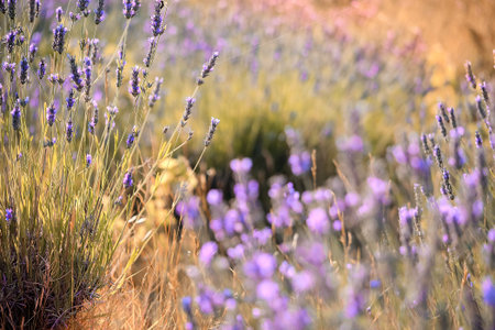 Close-up on mountain lavender on Hvar island in Croatia. Lavender swaying on wind over sunset sky,...