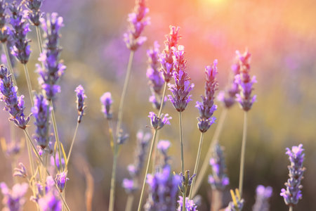 Close-up on mountain lavender on Hvar island in Croatia. Lavender swaying on wind over sunset sky, harvest, aromatherapy, perfume ingredientの写真素材