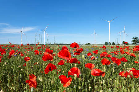Modern wind turbines, poppy flower field in Autumn. Red poppy flowers and blue cornflowers in full bloom. Alternative green energy, eco-friendly sustainable lifestyle. Selective focusの写真素材