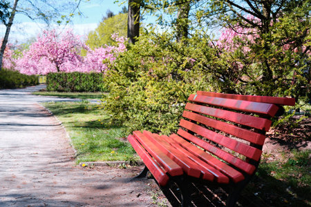 Empty red bench in park, outdoors in Spring. Quiet alley in public park with sakura trees in bloom.