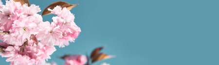 Banner, pink sakura, cherry blossom twigs with flowers on bright day with blue sky. Natural toned...