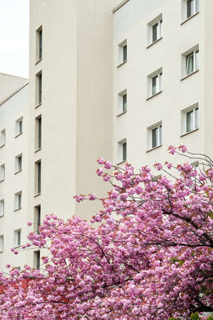 Cherry blossoms in front of modern house, old town appartment block of flats in Berlin, Germany. Modern architecture, sacura trees in urban landscaping.の写真素材
