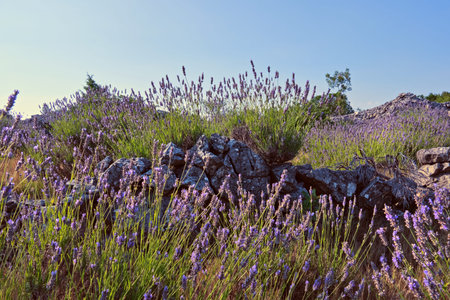 Close-up on mountain lavender on Hvar island in Croatia. Lavender swaying on wind over sunset sky, harvest, aromatherapy, perfume ingredientの写真素材