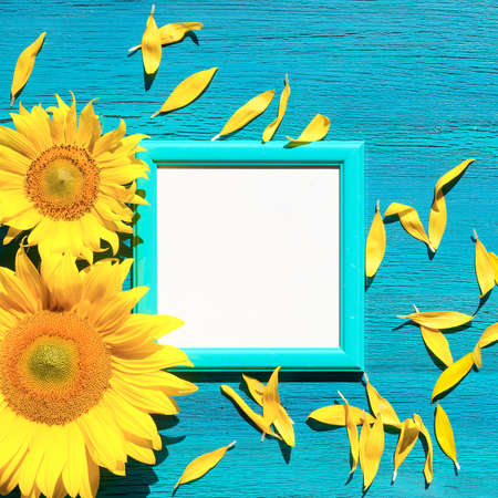 Mockup, copy space in square white frame. Sunflower flowers and petals scattered on vibrant textured turquoise wooden background. Square composition. Simple, minimal design with natural flowers.の写真素材