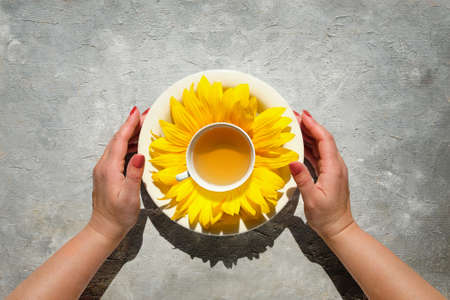 Hands hold Cup of tea circled with sunflower petals. Flat lay, top view on light grey textured background. Square composition. Sunshine in every teacup.の写真素材