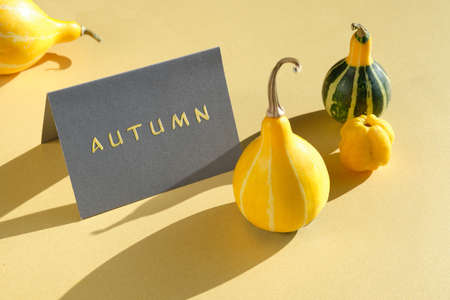 Fall seasonal decorations, text Autumn on grey paper card standing on yellow table with matching yellow and stripe green decorative pumpkins and quince fruit. Direct sunlight, long shadows.の写真素材