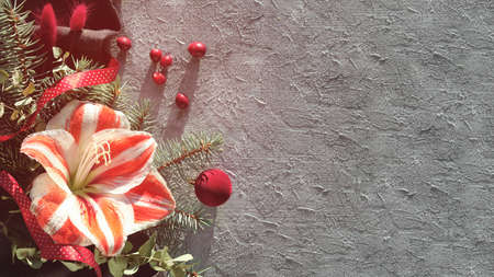 Winter flower amaryllis, fir and eucalyptus twigs. Cranberry, dry fuchsia bunny tail grass.の写真素材