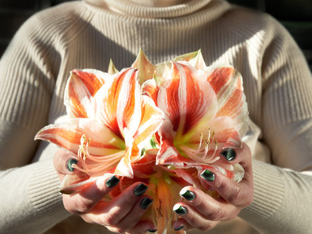 Unrecognizable senior woman holds amaryllis, winter flower in hands with green manicure.