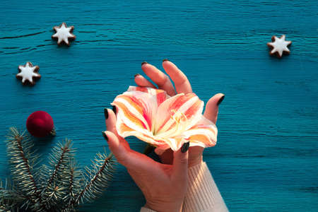 Hands with amaryllis flower. Flat lay with fir twigs, star cookies and dark fuchsia balls.の写真素材