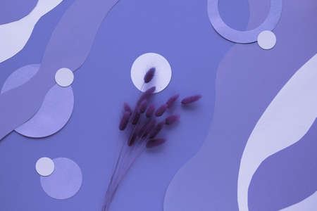 Purple very peri monochrome abstract paper background with dry bunny tail grass and natural organic paper shapes.の写真素材