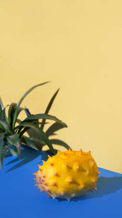 Dragon fruit, pitahaya, close-up on two color paper background. Vibrant golden yellow and blue colors. Green natural succulent plant.の写真素材