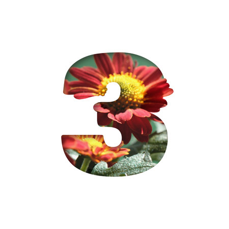 Number 3 cut out shape in white square. Silhouette of number three with chrysanthemum flowers