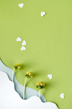 Spring background in shades of green. Layered paper with yellow erranthis flowers, heart confetti.の写真素材