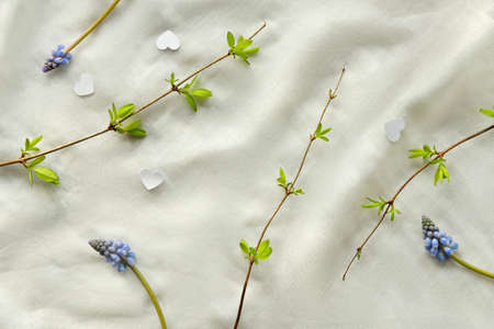Springtime background. Green Spring leaves on twigs on white textile. Blue grape hyacinth flowers.の写真素材
