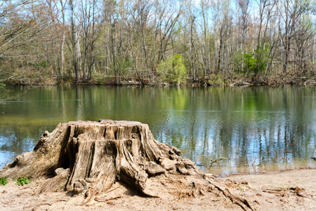 Tree stump by the lake in the forest in Spring. Springtime greenery in Grunewald, Berlin, Germany.の写真素材