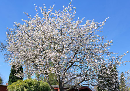 White cherry or apple tree in bloom on a bright day with blue sky. Sunny day in Spring
