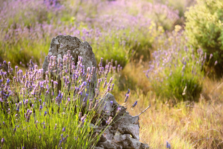 Close-up on mountain lavender on Hvar island in Croatia. Lavender swaying on wind over sunset sky, harvest, aromatherapy, perfume ingredientの写真素材