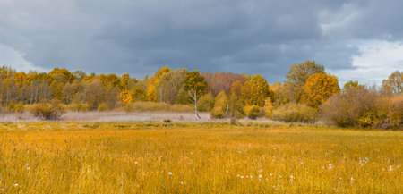 Banner, swamp, natural marshland, bog on a gloomy day with dramatic sky before stormの写真素材