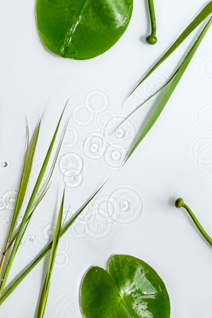 Water lily and sedge leaves on off white background. Natural sunlight, long shadows. Flat lay with splashes,の写真素材