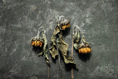 Dry sunflower flowers on dark textured grunge background. Floral autumn fall banner with copy-spaceの写真素材