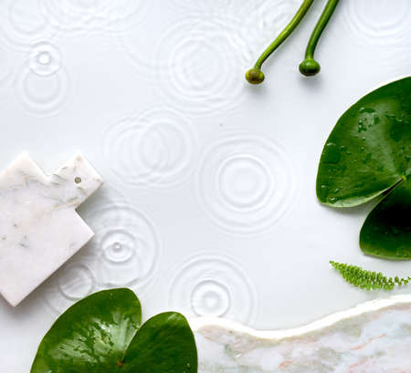 Water lily leaves and buds on off white background. Square composition, flat lay with splashes of water.の写真素材