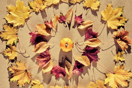 Dry Fall leaves and pumpkin on cardboard background. Direct sunlight, long shadows.の写真素材