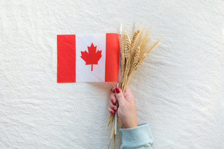 Happy Canada Thanksgiving Day. Canadian flag and wheat ears in hand on off white beige textile. Flat lay, top view, simple arrangement.の写真素材