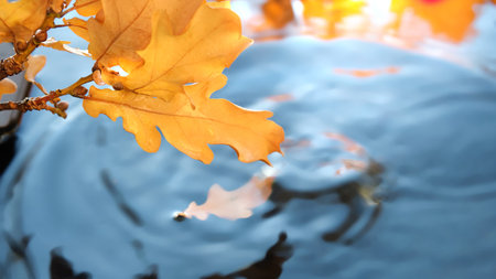 Autumn leaves in water with ripple, copy-space. Abstract Fall backdrop, wallpaper blue, turquoise, red and orange flare.の写真素材