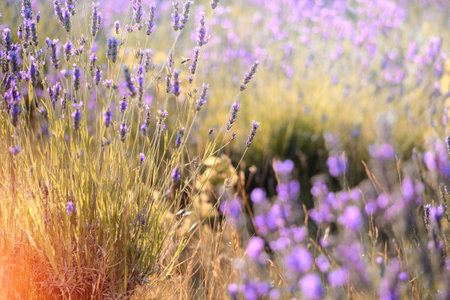 Mountain lavender flowers in sunset flare on Hvar island in Croatiaの写真素材