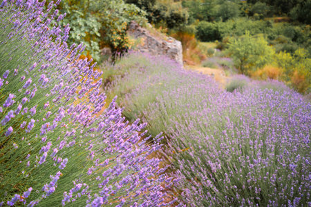 Close-up on mountain lavender on Hvar island in Croatia. Lavender oil is used in aromatherapy, perfume ingredient. Light purple natural background.の写真素材