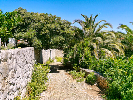 Lush palm trees create a beautiful arch over a dirt track on the island of Hvar.の写真素材