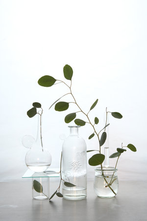 Abstract still life with eucalyptus twigs and glass vases, muted colors, off white backgroundの写真素材