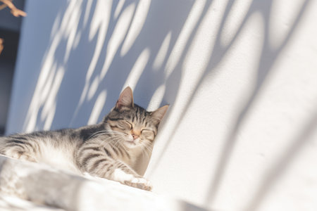 A cat laying on the ground next to a white wall.の素材