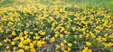 Yellow aconites in spring forest, a field of yellow flowers in the grass.の写真素材