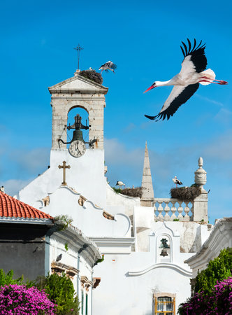 White storks on a local church in a town of Faro in Portugal.の写真素材