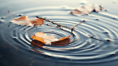 A leaf floating on top of a body of water, Autumn leaves floating on the water surfaceの素材