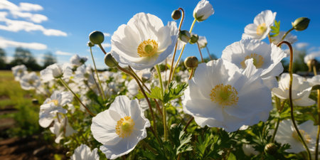 A field of white poppy flowers with a blue sky in the backgroundの素材