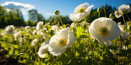 A field of white poppy flowers with a blue sky in the backgroundの素材