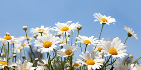 A field of white and yellow daisies against a blue sky, spring daisy flowersの素材