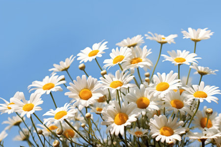 A bunch of white and yellow flowers against a blue skyの素材
