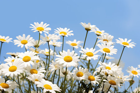 A bunch of white and yellow flowers against a blue skyの素材