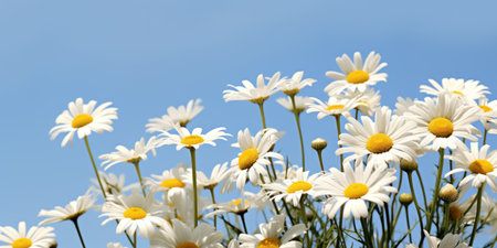 A bunch of white and yellow flowers against a blue sky, spring daisy flowersの素材
