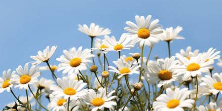 A bunch of white and yellow flowers against a blue sky, spring daisy flowersの素材