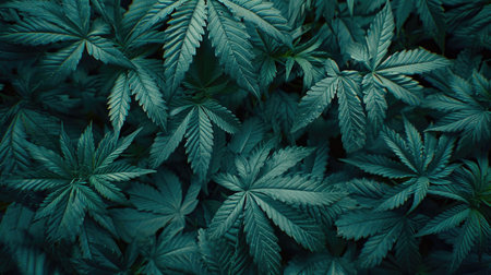 A field of marijuana plants with green leavesの素材