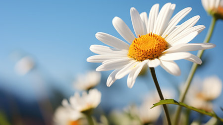 A close up of a white flower with a blue sky in the background, spring daisy flowers, spring daisy flowersの素材