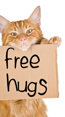 A cat holding a sign that says free hugsの素材